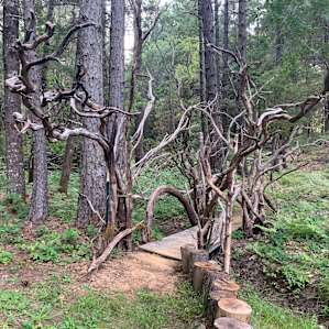 Laytonville Ecovillage Camp