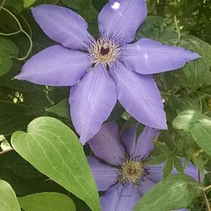 Beautiful blooms on this well cared for property.