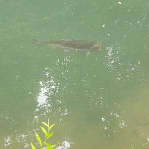 One of the many trout in the pond