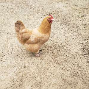 One of the farm chickens out and about