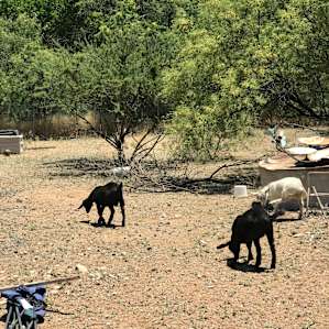 Verde Goats, Cheese and Arts - Tent