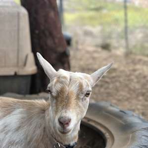 Valley Overview & Baby Goats (RV)