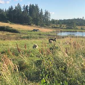 Pasture Camping on the Farm