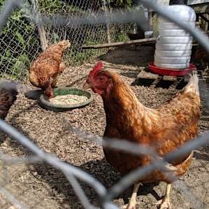 Chicken campsite-mates