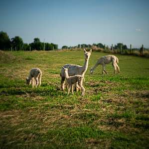 The 1-day old baby alpaca and mom.