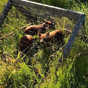Three little piggies on the farm