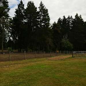 Wooded area for exploring