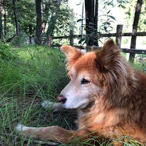 Iron Horse Forest River Cabin