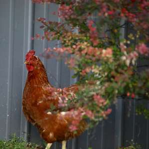 A friendly chicken