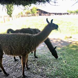 WaldenRanch