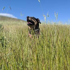 One happy doggo.