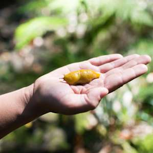 We got to see the Santa Cruz mascot- the banana slug!
