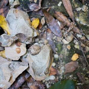 Beautiful fossils are all along the creek bed