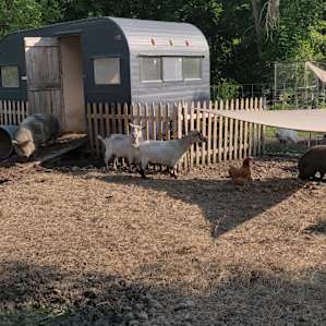 Cute camper for the animals to hang out in!