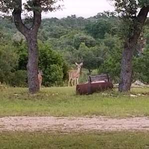 Deer at tent #6