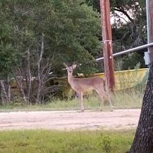 Deer at camp