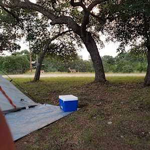 Deer at camp