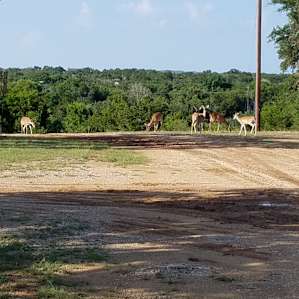 Every morning and evening deer at #6