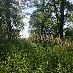 Songdog Meadows
