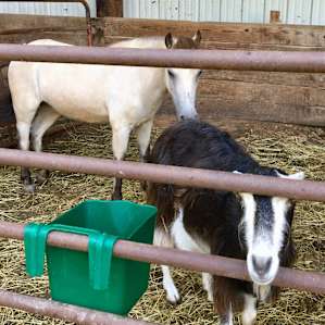 Some of the farm residents that we got to meet