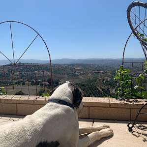 A thousand nights with a view