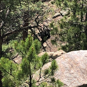 Spotted a bear and cub below!