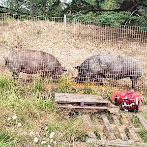 The pigs were cool!