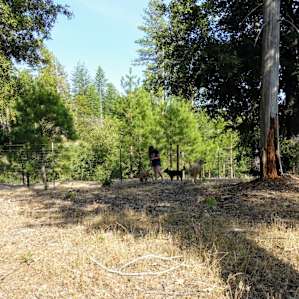Shady Oak Car Camping (Site 4)