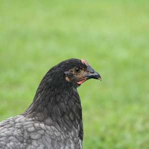 One of the many beautiful chickens on the farm