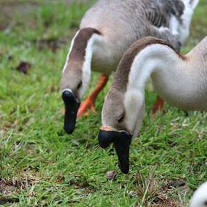 Pair of massive African Geese, it's amazing to observe these birds up close