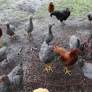 Chickens and guineas surrounding me in their flock
