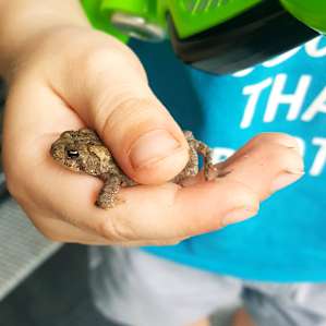 Sweetie Pie the frog! ...it's a toad but there was no convincing my 4 y/o that!
