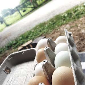 Farm Fresh Eggs! YUMM! #PhotoBomb #Rosa #FarmDog