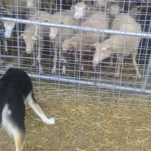 Roo gets the flock’s attention