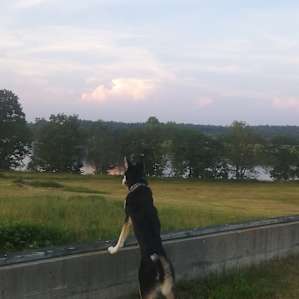 Roo taking in the view