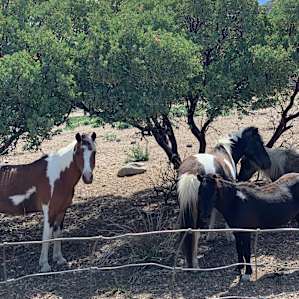 Mustang Ranch Chalet