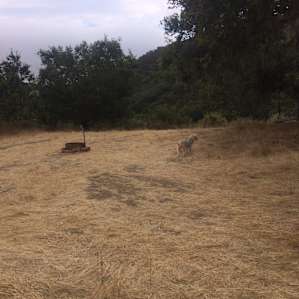 This is looking to the right of our tent. Oak tree to right.