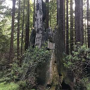 Really old burned out tree, super neat!