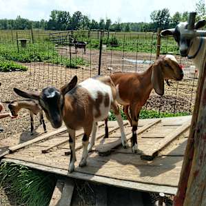 Cute Goats