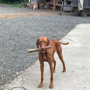 Trip, the groundskeeper at East Creek.