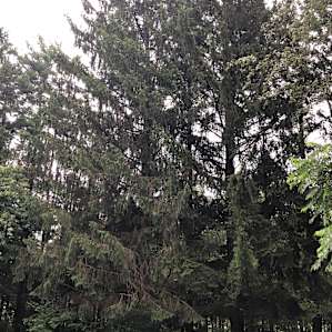 These majestic trees were favorites.