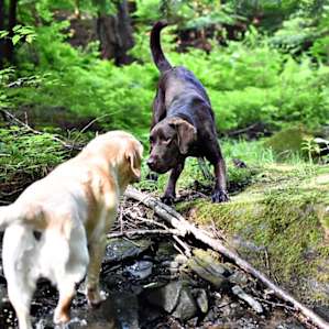 Playing on the property...