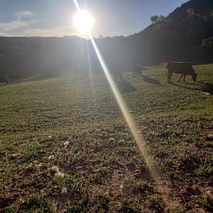 More cows! Southeast of our camp looking towards mountains in the background.