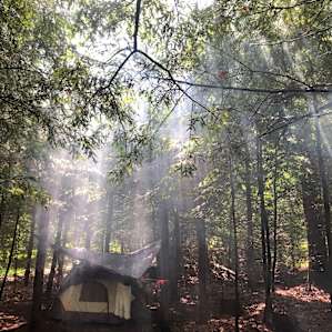 The sun poking through the trees above my tent