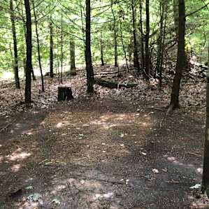One of the many cleared spots for a tent on my site