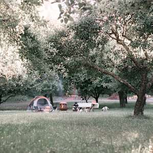 Quiet creekside apple orchard