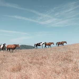 The horse herd is beautiful