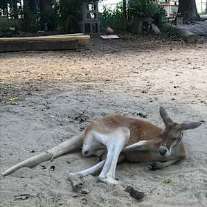 Animal Ed.ventures Sanctuary