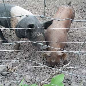 Tent Sites on the Farm