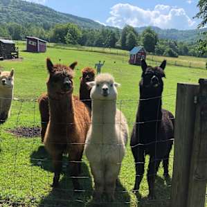 The Alpacas saying hi when we drove by